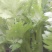 西芹50-60公分