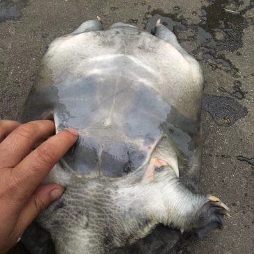 甲鱼批发