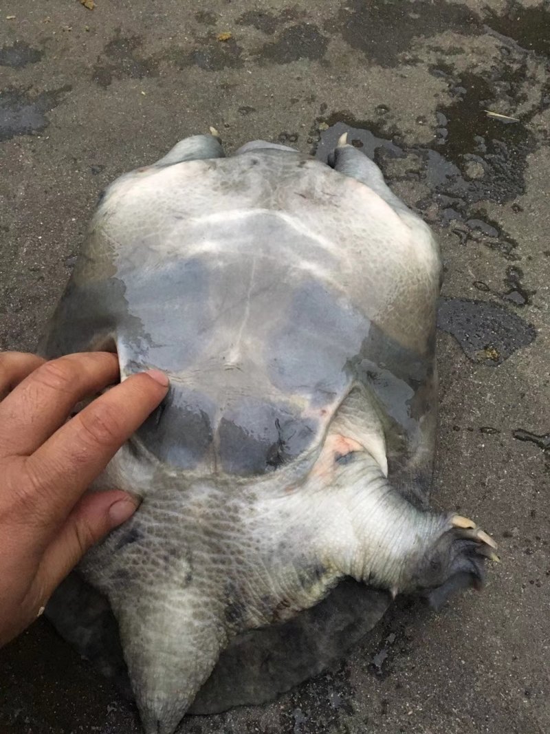 甲鱼批发