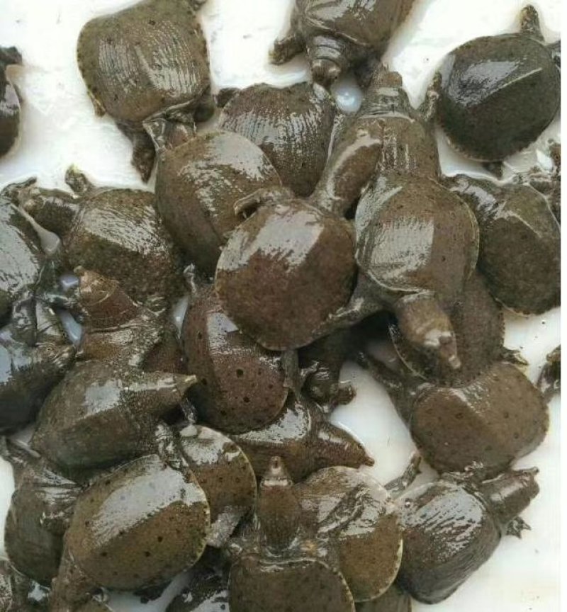 甲鱼批发
