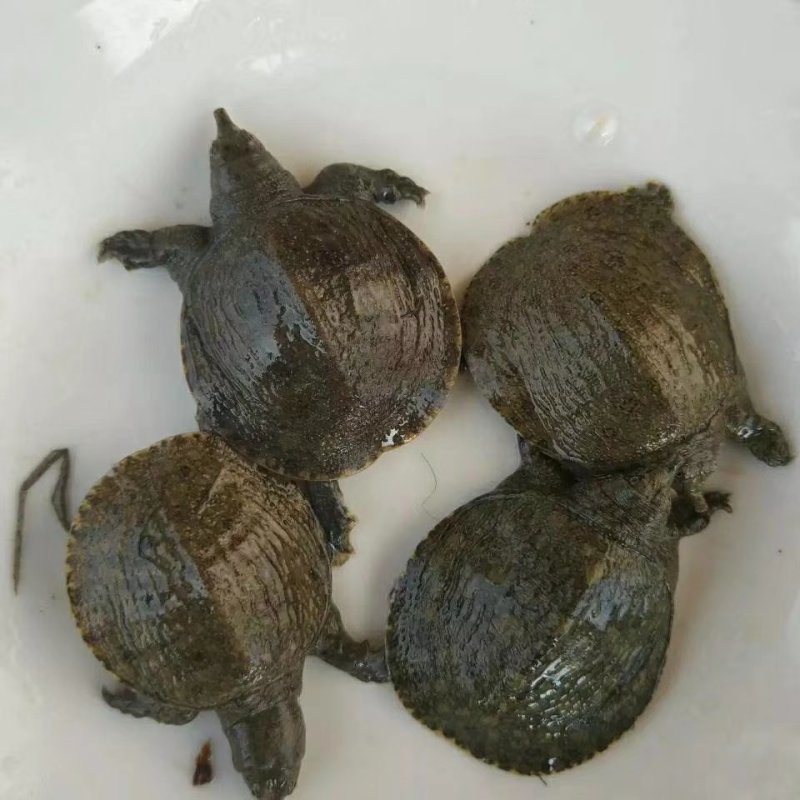 甲鱼批发