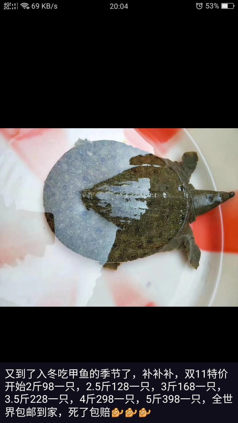 甲鱼批发