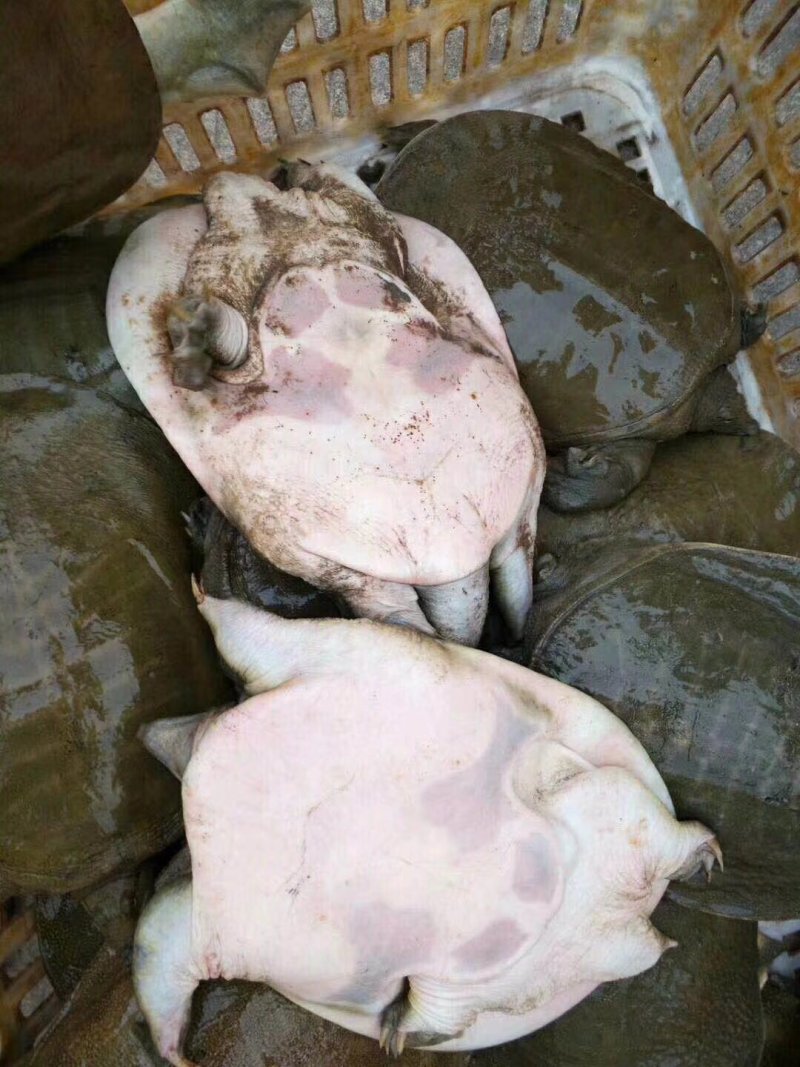 甲鱼批发