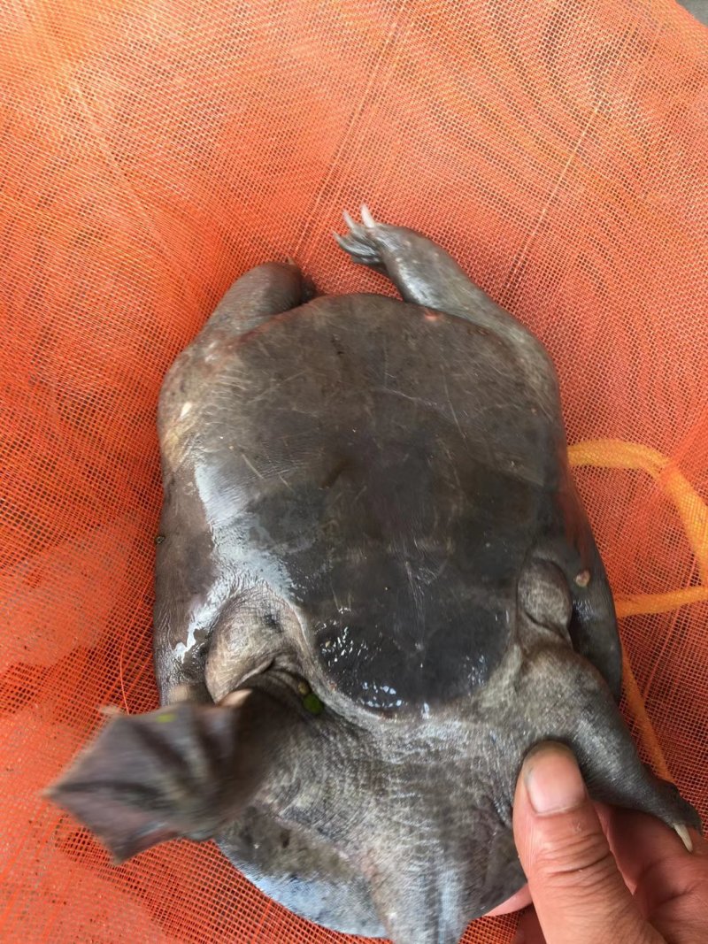 甲鱼批发
