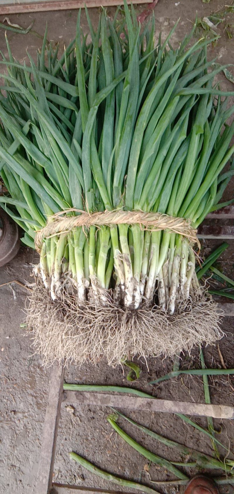 净葱，1Cm，25一35cm