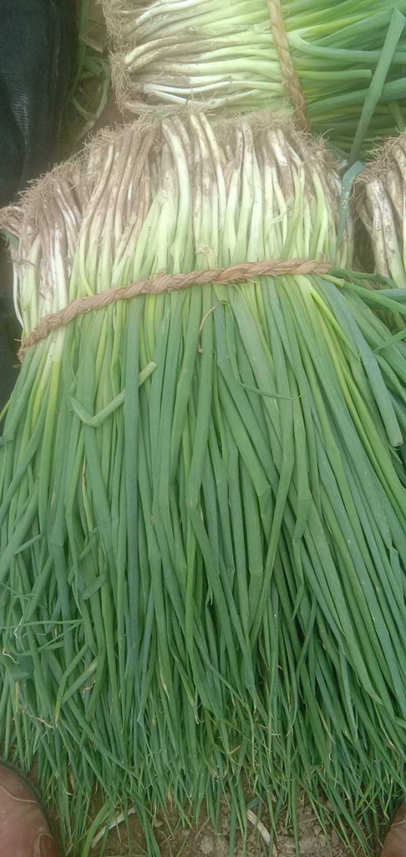 净葱，1Cm，25一35cm