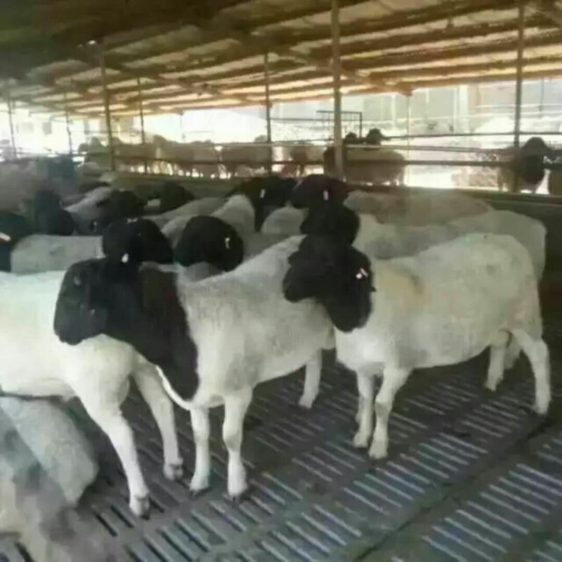 杜泊羊
