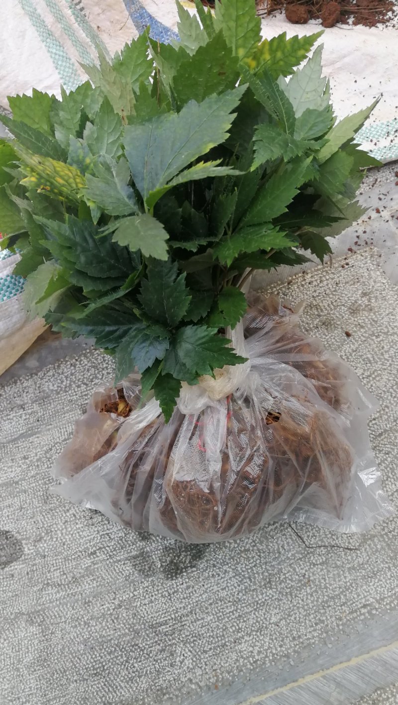 三七苗，最后三天批发。已经发芽，已经成活，需要联系