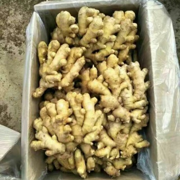 山东小黄姜常年供应山东沂水小黄姜