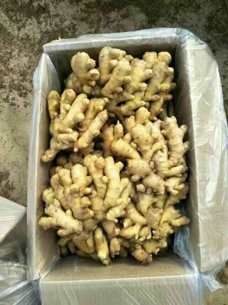山东小黄姜常年供应山东沂水小黄姜