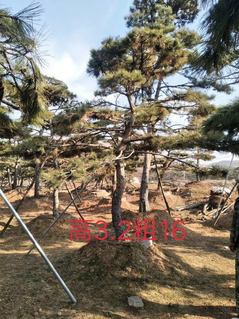 油松