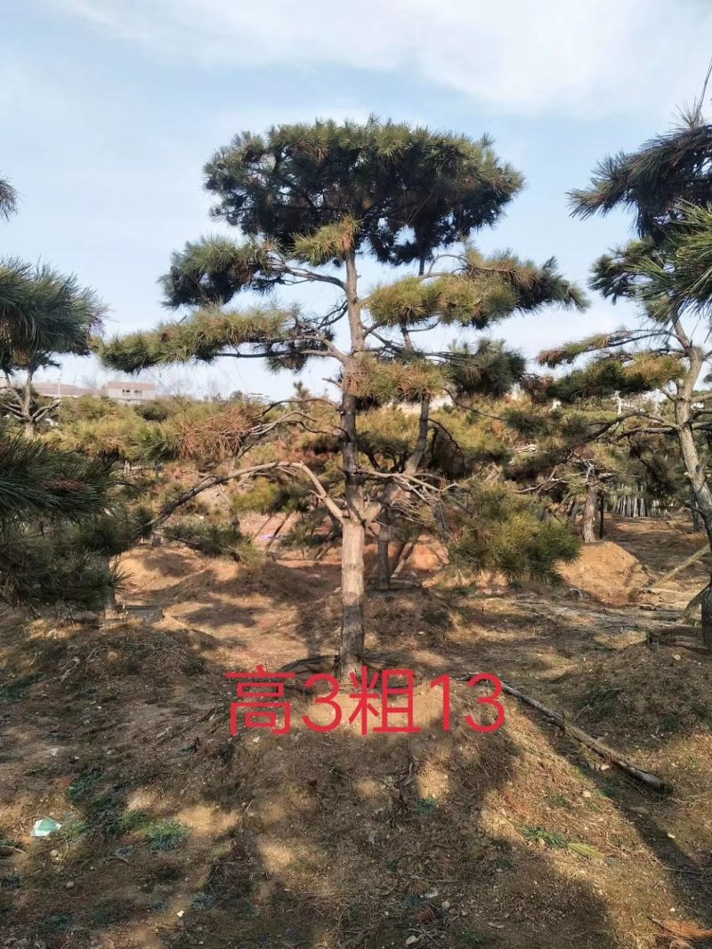 油松