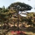 油松