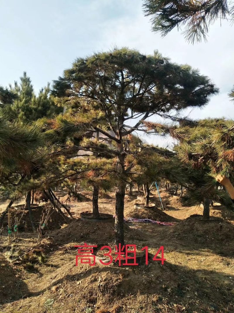 油松