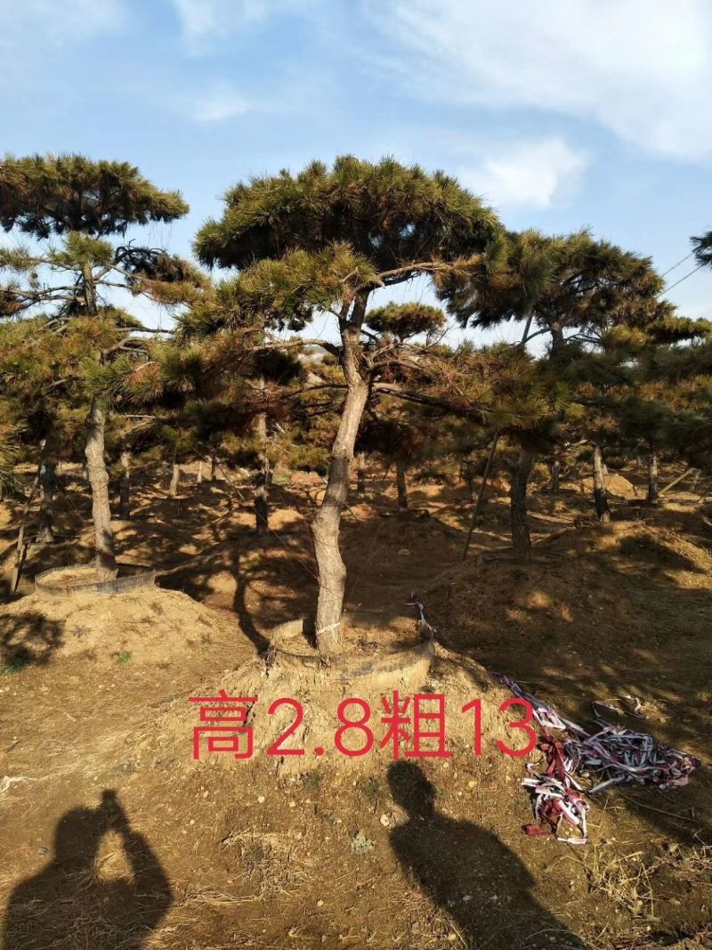 油松