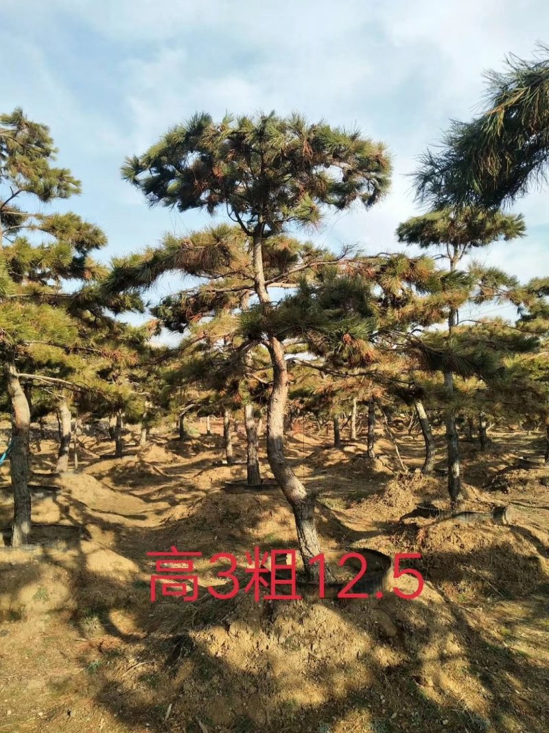 油松