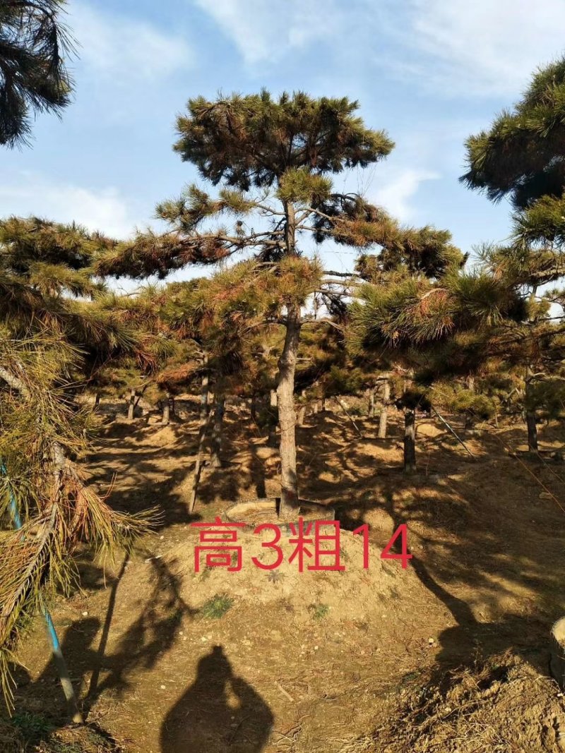 油松