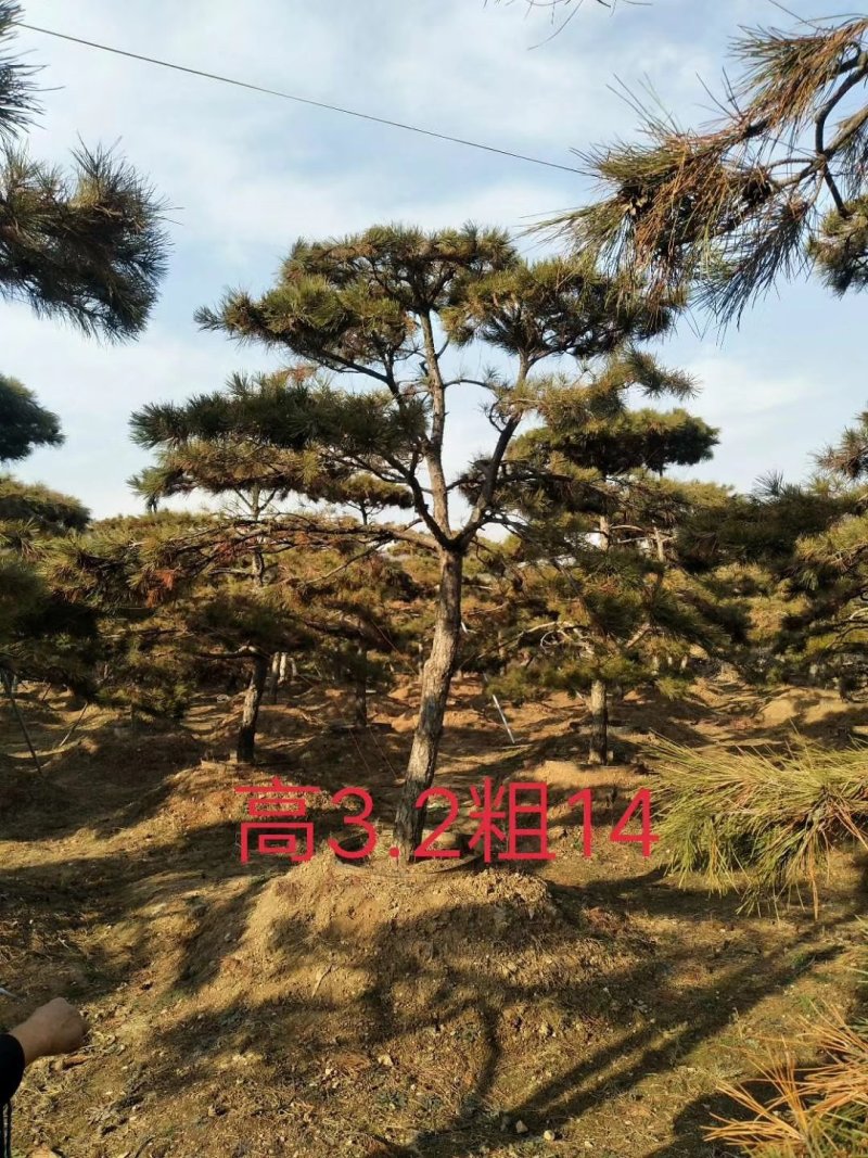 油松