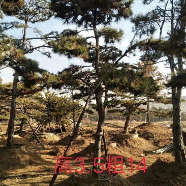 油松