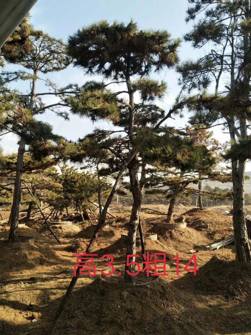 油松