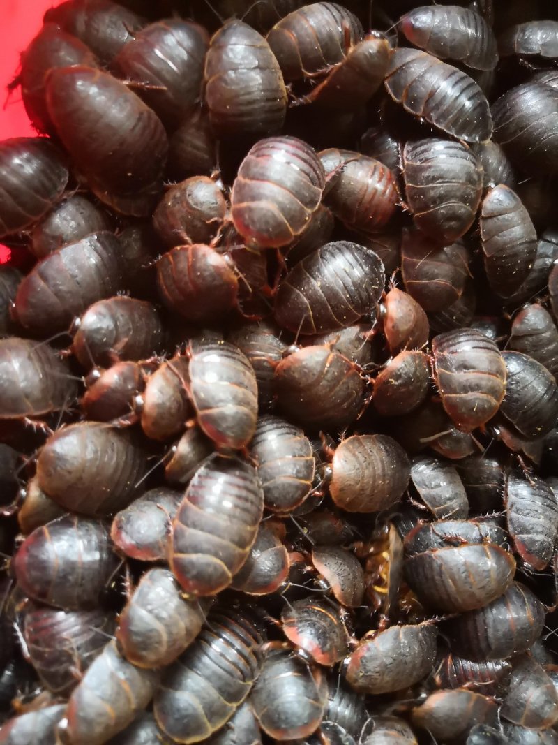 土元活体，大母虫，药食两用，自家养殖
