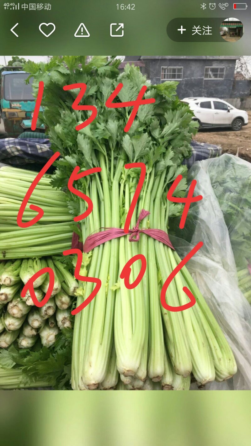 西芹