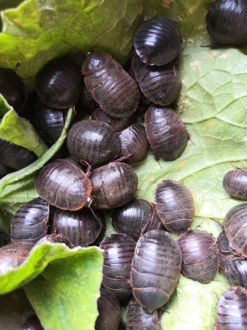 土元活体，大母虫，药食两用，自家养殖