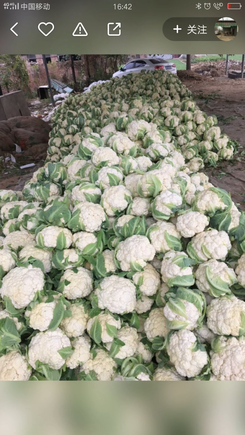 菜花