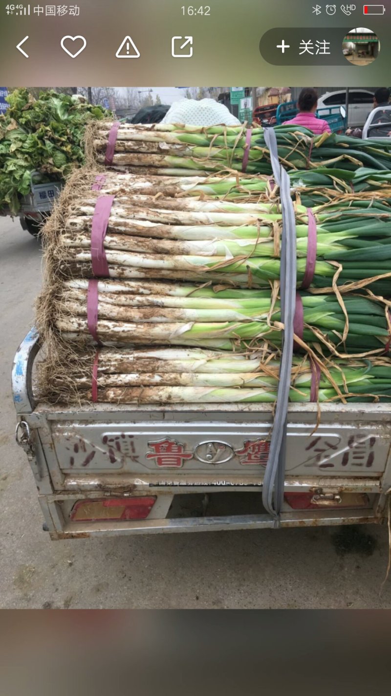 大葱
