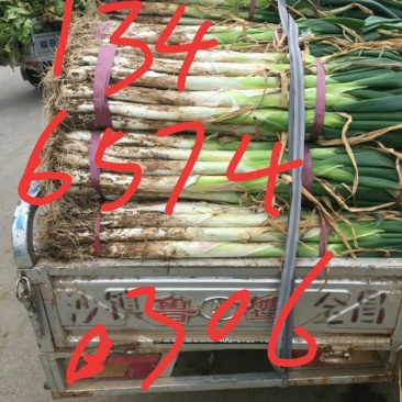 大葱