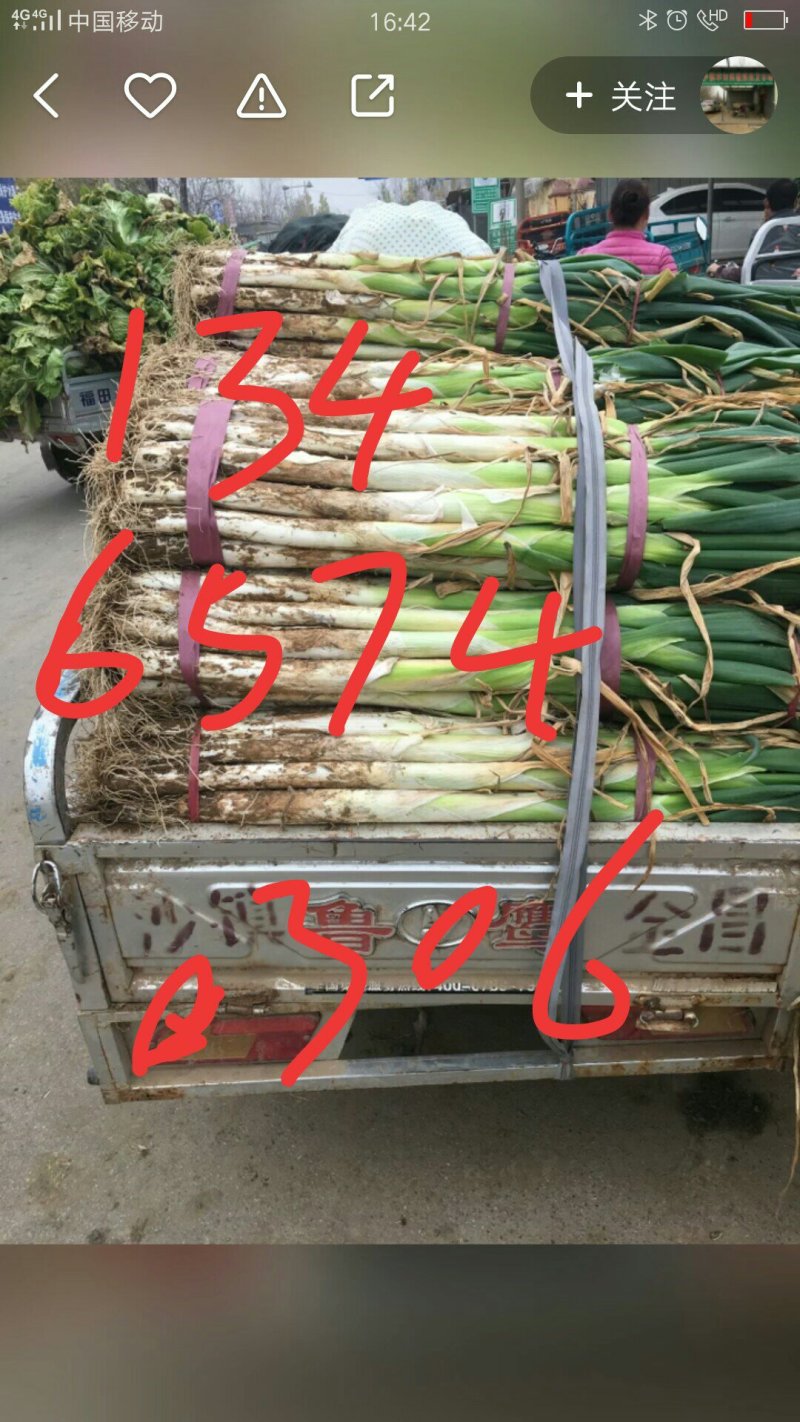 大葱