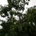 西赵酥梨