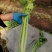 西芹