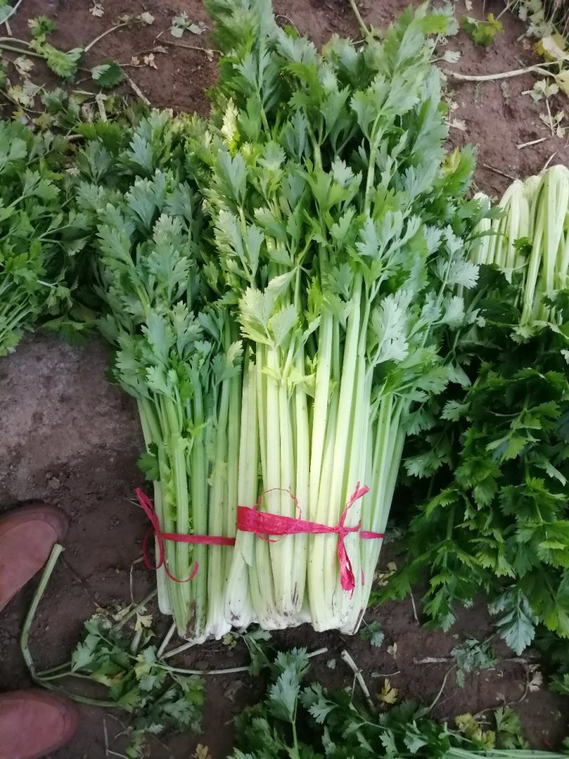 西芹