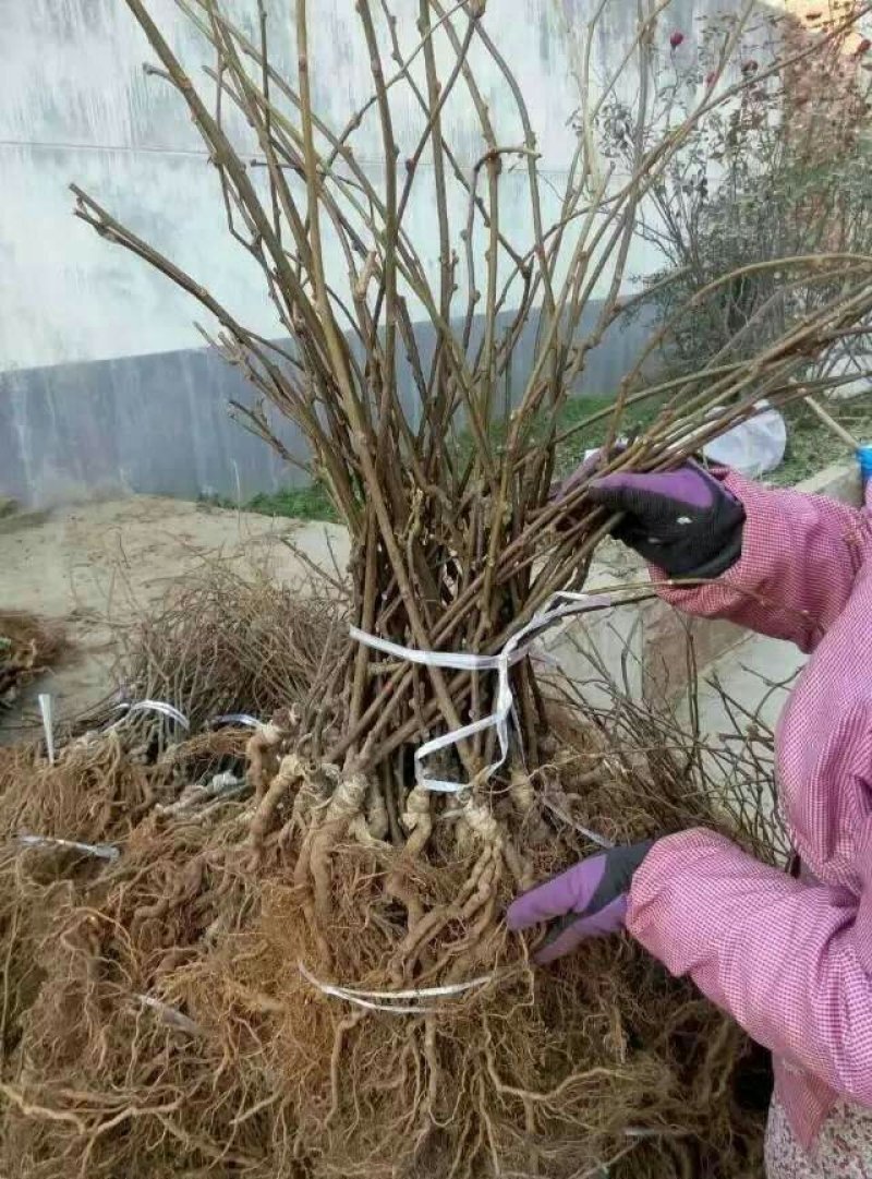 种苗