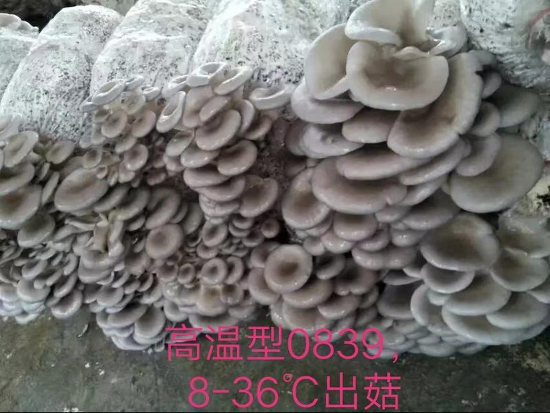 平菇菌种:高温、广温偏高母种、原种、栽培种