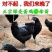 绿壳蛋鸡苗,纯种绿壳蛋鸡母鸡苗,五黑鸡苗正规厂家质量保证