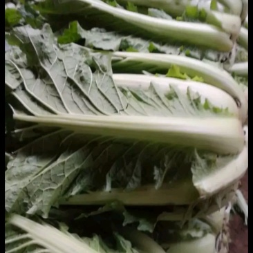 白菜供应