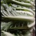 白菜供应