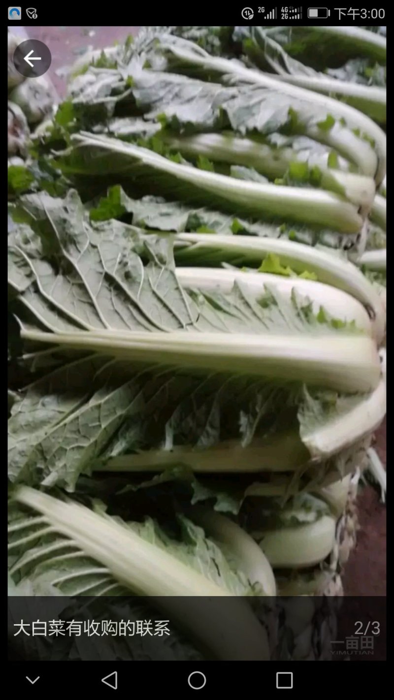 白菜供应