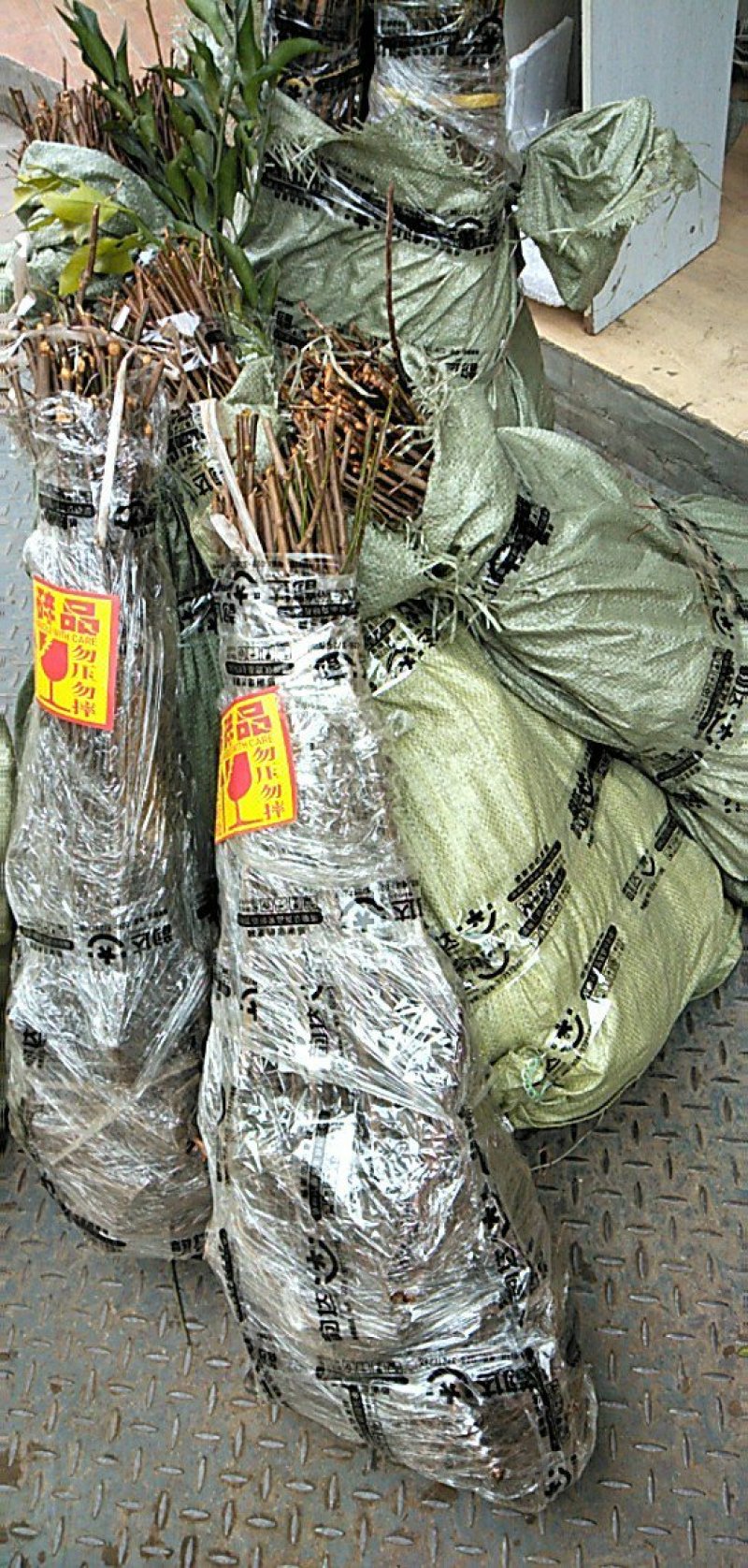 李子苗，蜂糖李，5月脆，脆红李，基地直供，包邮包技术
