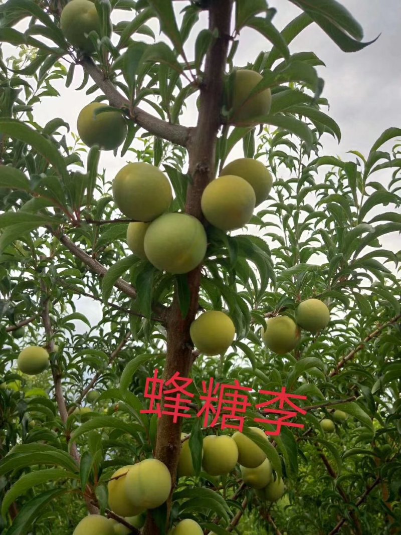李子苗，蜂糖李，5月脆，脆红李，基地直供，包邮包技术