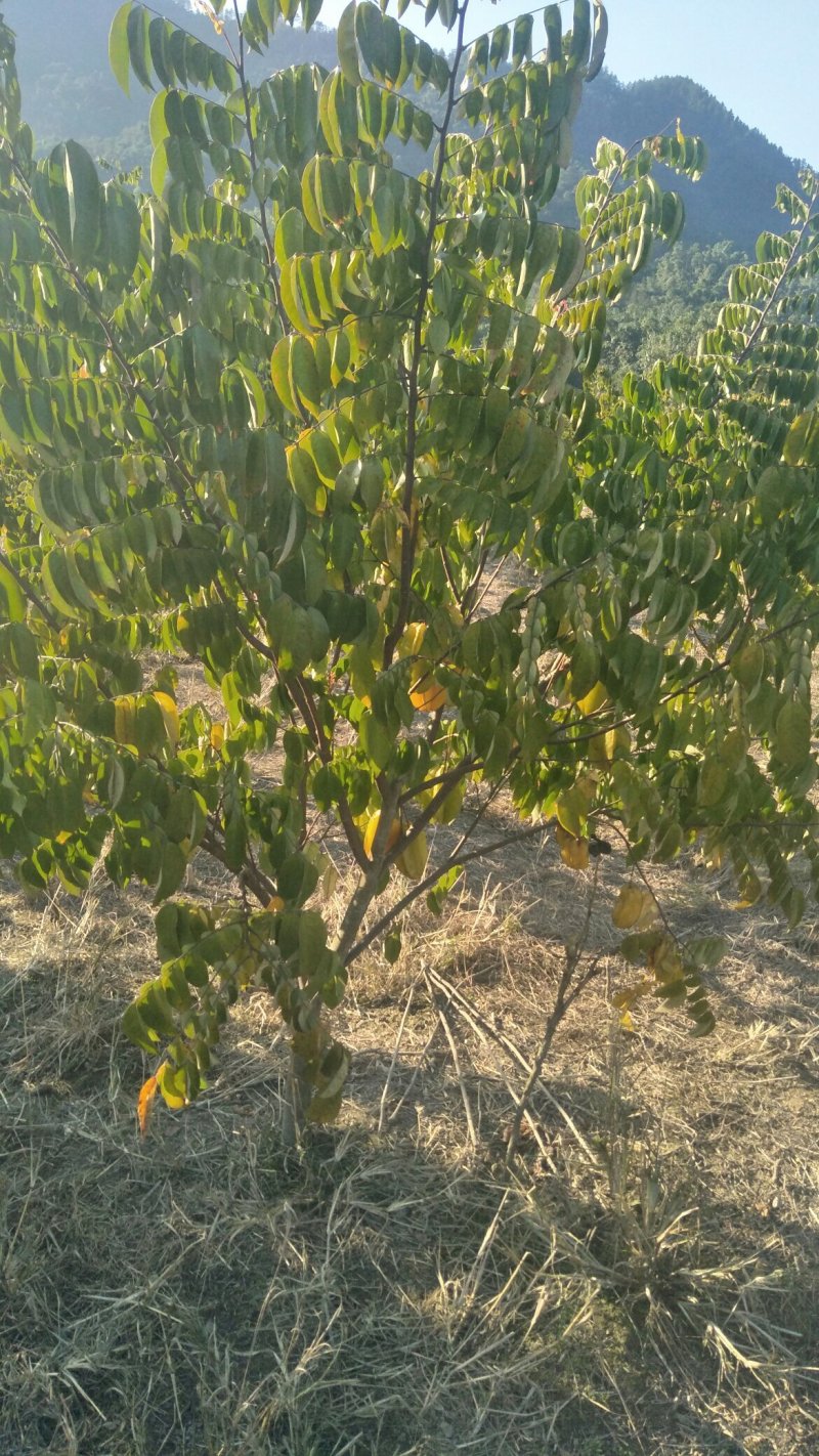 杨桃