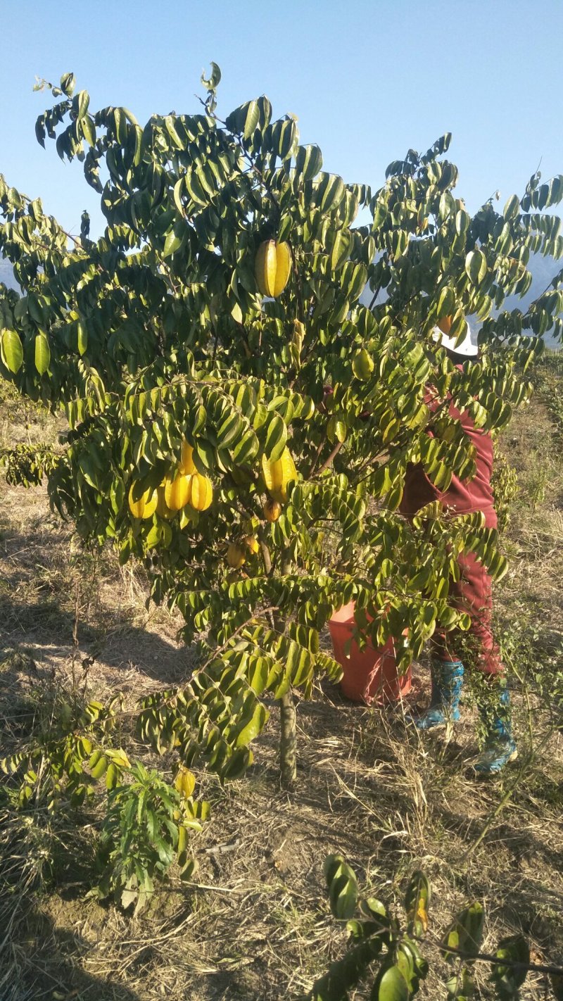 杨桃