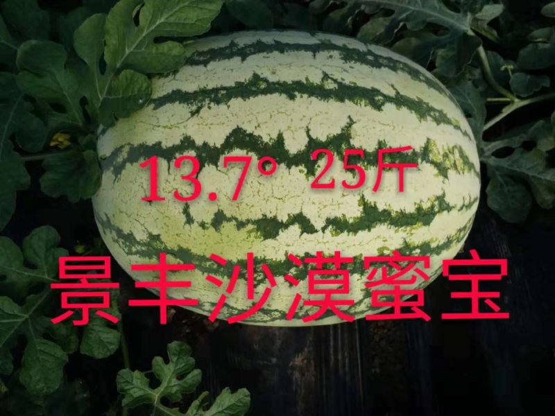 景丰沙漠蜜宝西瓜种子抗病耐旱丰产甜度高