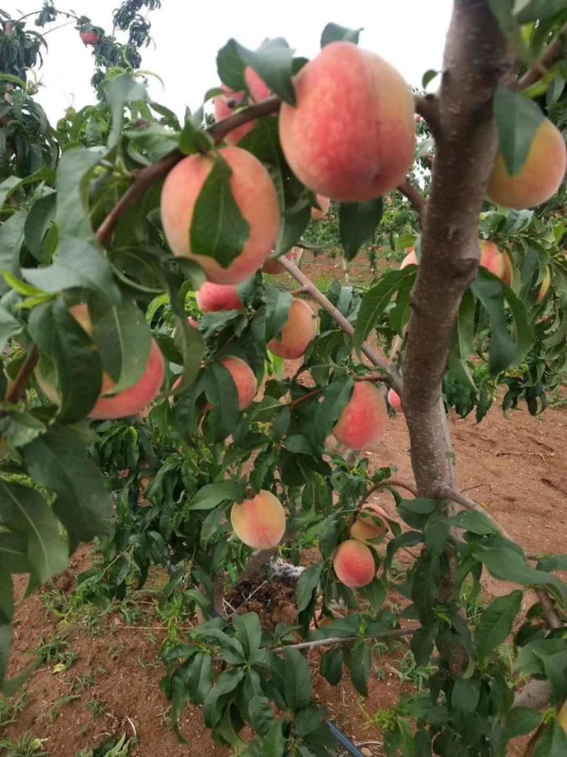 批发秋彤桃树苗金秋红蜜桃树嫁接苗