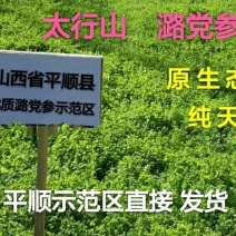 潞党参，山西，半野生党参