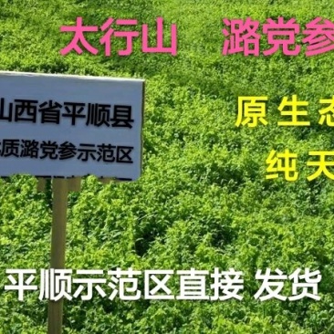 潞党参，山西，半野生党参