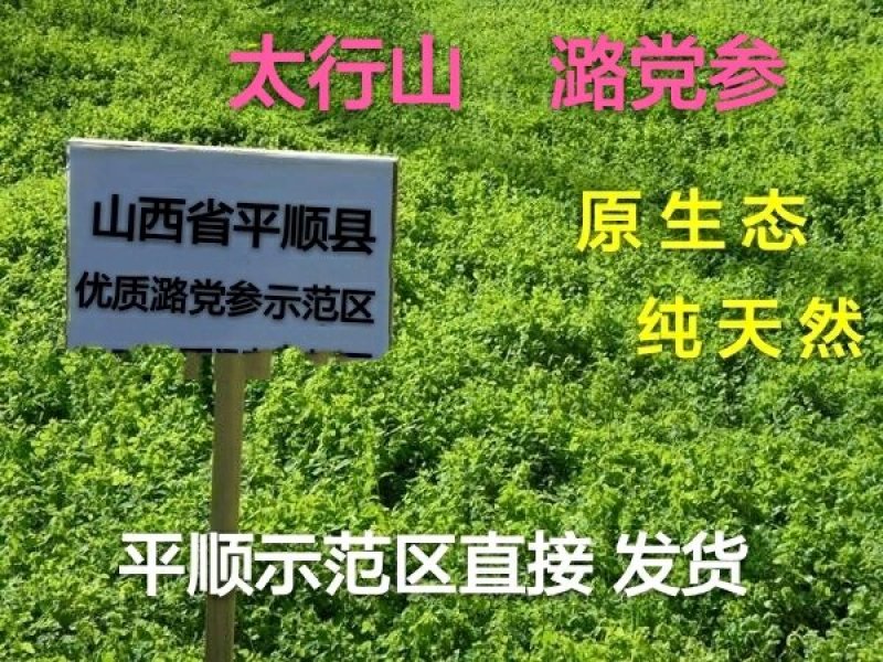 潞党参，山西，半野生党参
