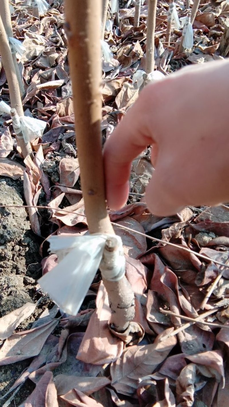 阳丰甜柿子树苗80~100cm